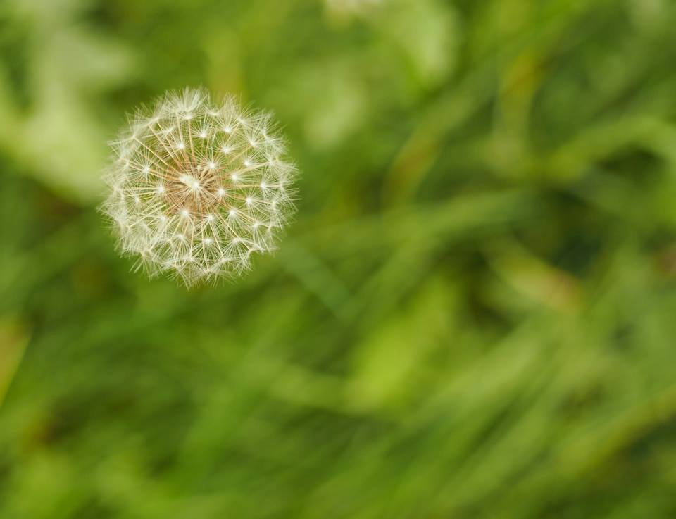 Pusteblume test x.kjalskjfalskjdf